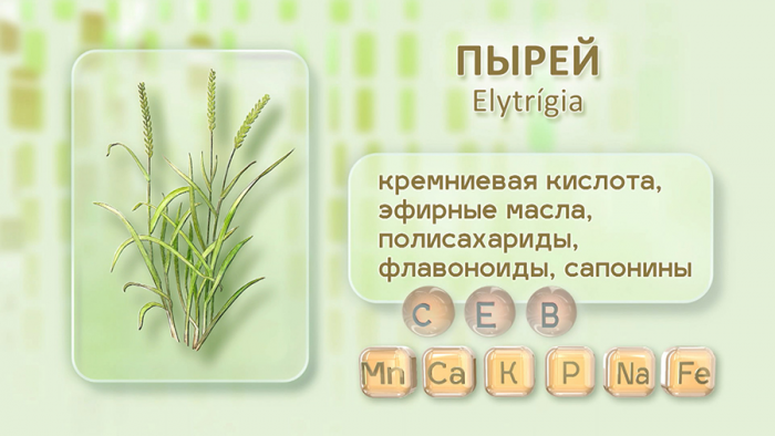 Пырей для суставов