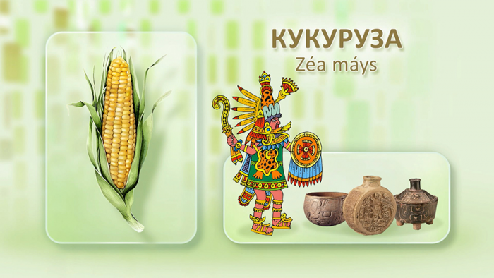 Кукуруза для печени
