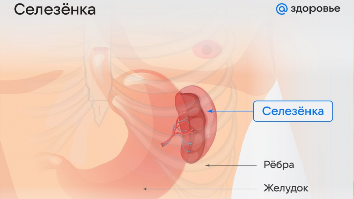 Где находится селезенка у человека: функции и возможные заболевания