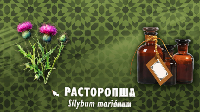 Расторопша для печени