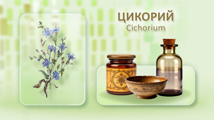 Цикорий для печени