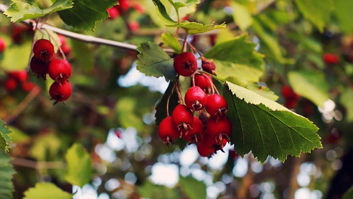 Боярышник для сердца