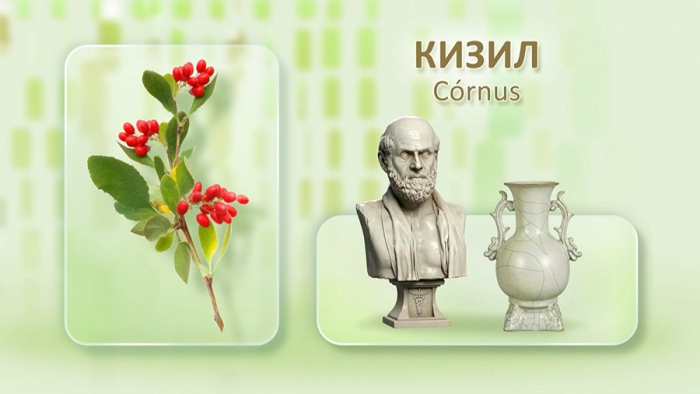 Кизил для иммунитета
