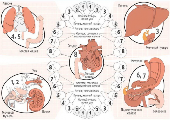 Зубы связаны с внутренними органами: как обнаружить проблемы