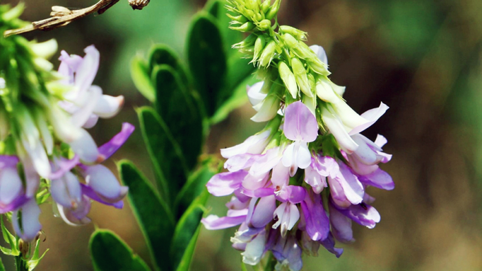 Галега при диабете