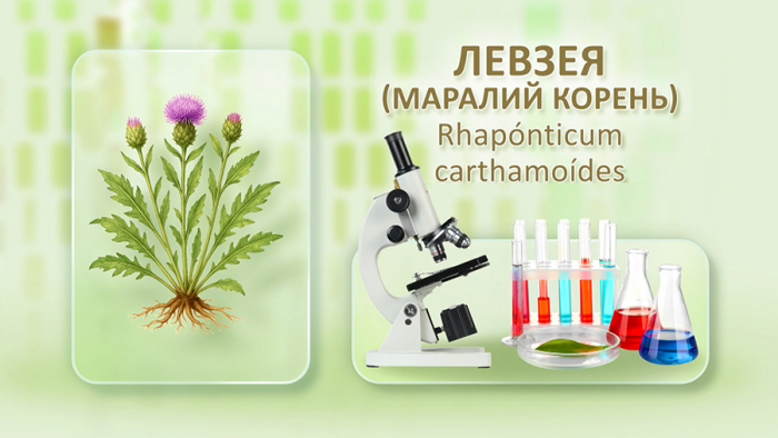 Маралий корень для выносливости