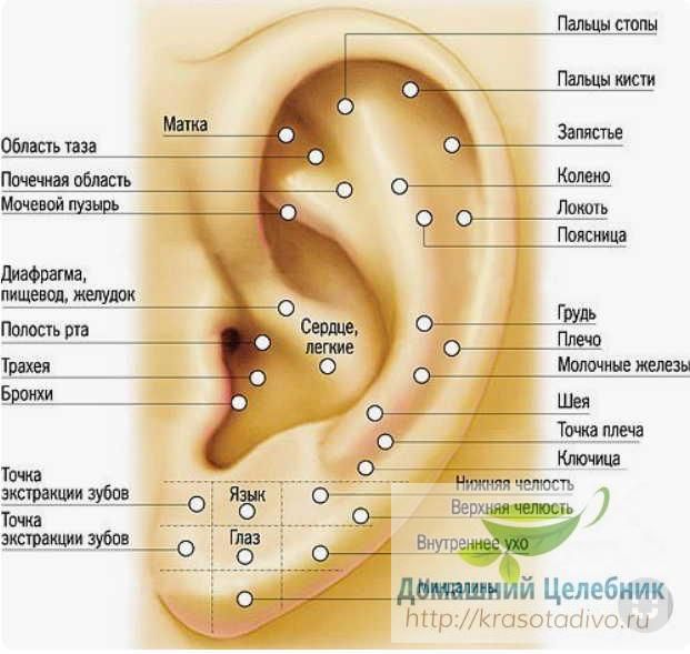 6 точек на ухе, которые вернут здоровье и хорошее самочувствие