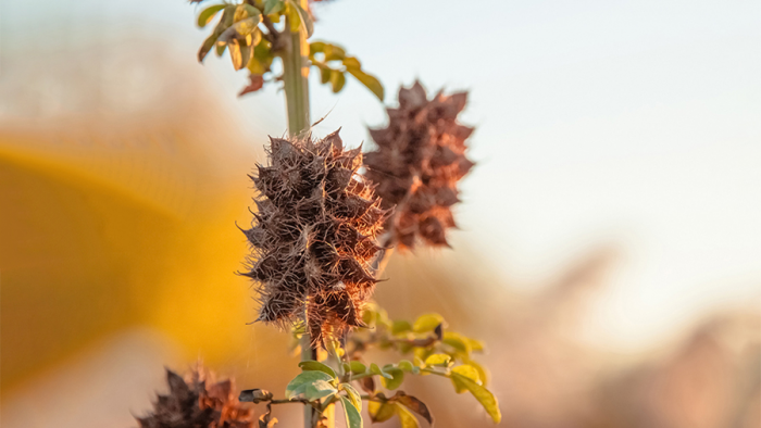 Солодка от кашля