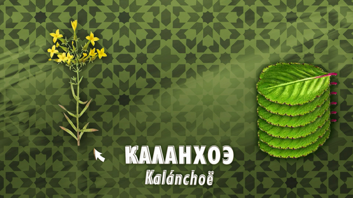 Каланхоэ при простуде