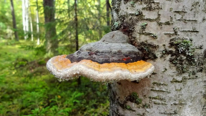 naromedik.ru - Здоровье и Красота, Рецепты народной Медицины и Красоты 