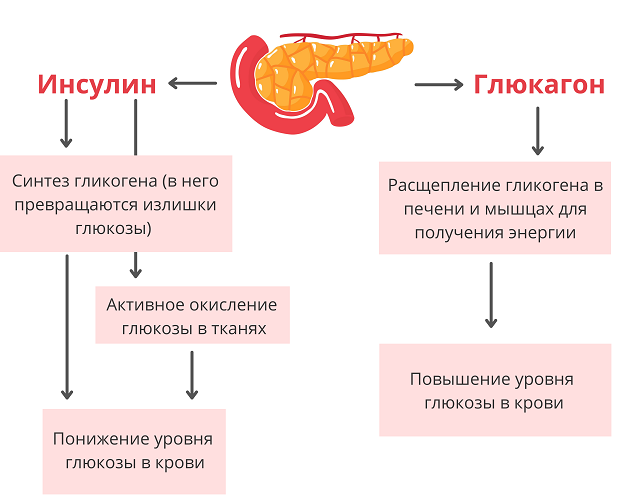 Поджелудочная железа человека: все, что нужно знать об этом удивительном органе