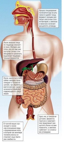Личный химический заводик: как устроен процесс пищеварения — от пережевывания пищи до «света в конце тоннеля»
