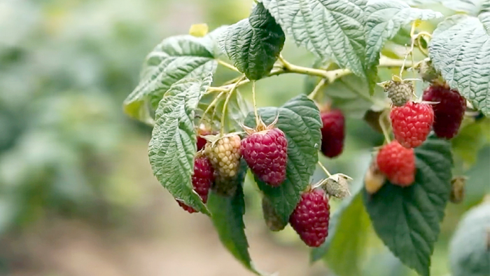 naromedik.ru - Здоровье и Красота, Рецепты народной Медицины и Красоты 