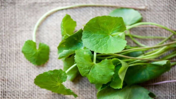 Эти травы улучшат память и здоровье мозга