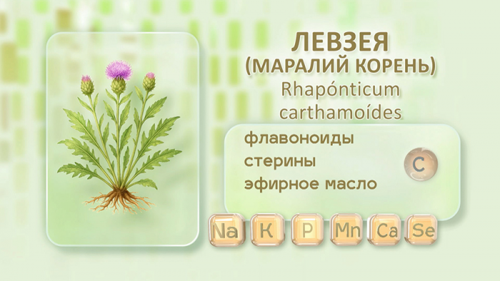 Маралий корень для выносливости