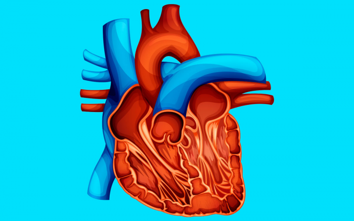 Что такое пульс? 10 интересных фактов о сердце